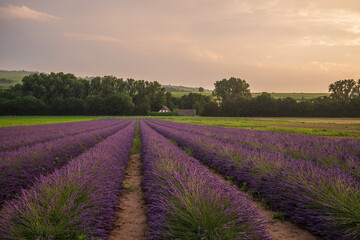 Naklejka na ściany i meble lavender field at sunset
