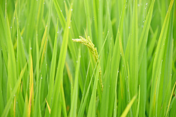 Close up of rice beans in the rice field