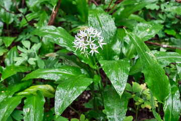 Blühender Bärlauch ( Allium ursinum ).