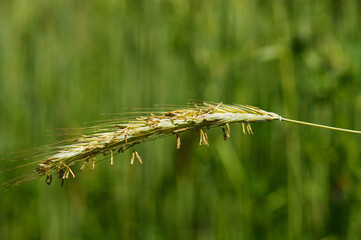 Stamens of a rye ear in the sunlight.