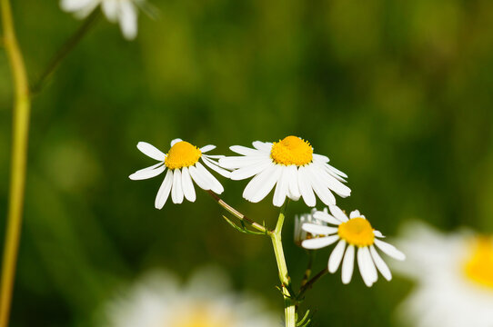 Flower of a mayweed on a fallow field