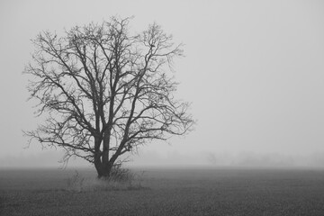 Black and white photo. A lonely tree on a foggy autumn morning.