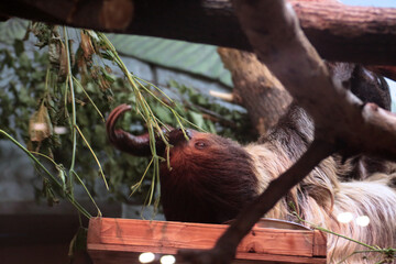 a portrait of sloth eating on the tree © afrumgartz