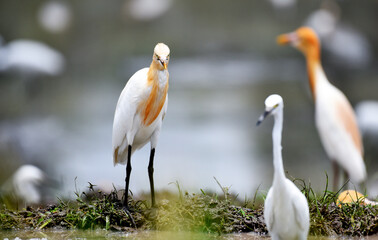 Great White Heron bird playing and hunting the food at the ricefield