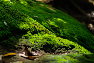 close up moss texture in sunlight, Minimal summer exotic concept with copy space.