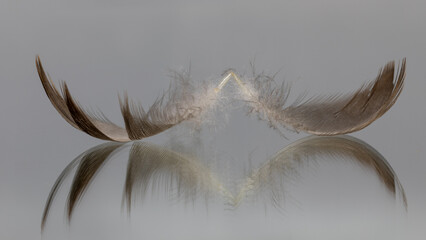 A pair of brown bird feather with reflection. isolated on a grey background.