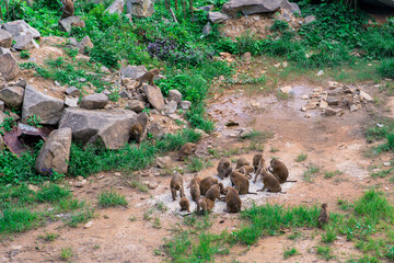 A group of monkeys in their natural habitat eats
