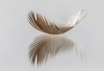 single brown bird feather with reflection. isolated on a white background