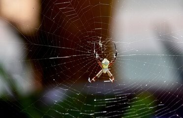 Small wild spider hanging on his web