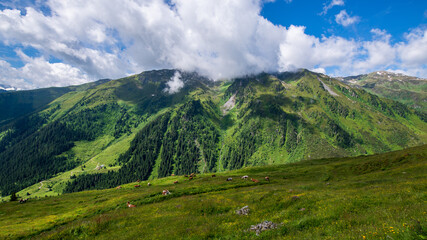 Blick von der Zillertaler Höhenstrasse in Tirol, Österreich, über tiefer liegendeKuhweiden im Sommer