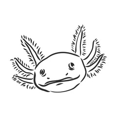 Vector antique engraving illustration of axolotl salamander isolated on white background