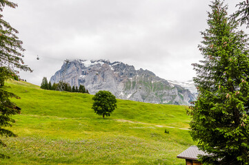 Grindelwald, Wetterhorn, Bort, First, Bussalp, Bergwiese, Bergblumen, Bergkräuter, Kräuterwiese,...