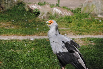 vulture in the grass