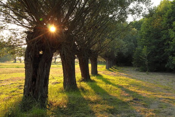 Row of pollarded willow trees in evening light with sunburst and long shadows. Peaceful rural landscape, perfect for nature, countryside, summer, and traditional scenery themes © Maciej Bonk