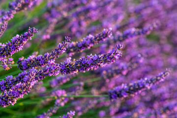 lavender field region