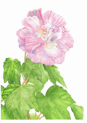 pink cotton rose hibiscus flower on white background
