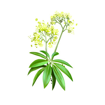 Safed Musli Natural Treatment for Sexual Weakness and Impotence ayurvedic herb digital art illustration. Healthy organic spa plant widely used in treatment, for preparation medicines, natural usages.