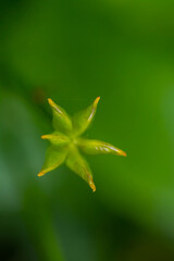 Caltha palustris flower growing in forest, close up	