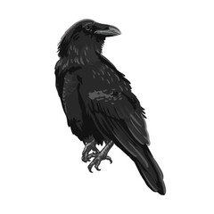 Raven drawing high quality vector illustration.Flying raven.Halloween crow design