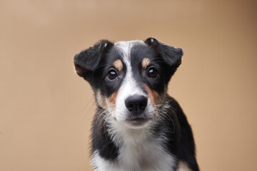 funny dog. Happy Border Collie puppy . Pet on a beige background
