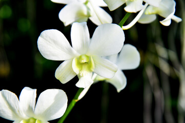 Fototapeta na wymiar Beautiful type of orchid flower in closed up