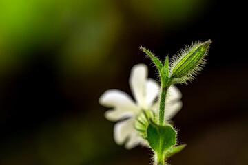 Silene latifolia in the forest, macro