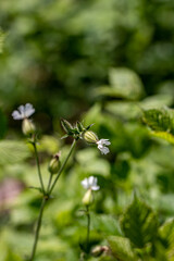 Silene latifolia growing in the forest
