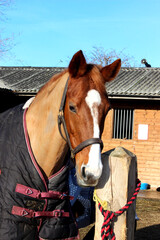horse at the stable