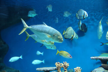tropical fish swimming in the aquarium
