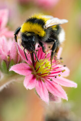 Hummel auf Sedum