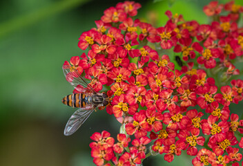 hover fly approaching achillea paprika flower © richjem
