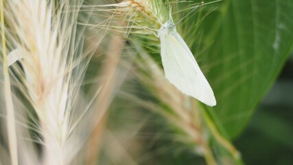 mariposa blanca succionando el polen de una espiga de cereal con su larga lengua, cuatro patas y...