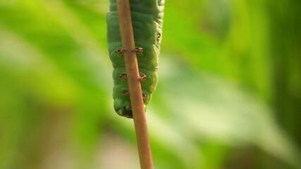 green caterpillar on a leaf