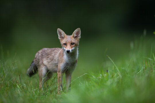 Renard roux