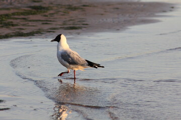 Seagulls on the seashore during sunset