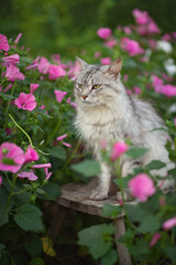 Naklejka na ściany i meble Photo of a gray fluffy cat in beautiful pink flowers.