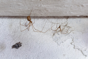 Pholcus phalangioides. Female and male long-legged spider.