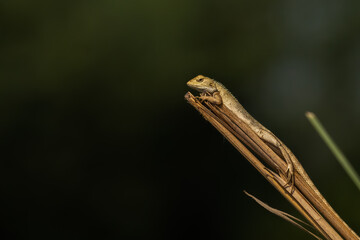 Chameleon resting on a Branch