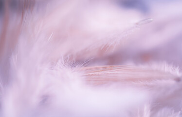 Nature Chicken feather, Soft focus texture fluffy wings of hens in pastel colour, Beautiful abstract pink and purple feathers on white background, Shallow depth of field of Wildlife in vintage tone