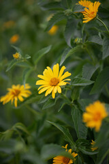 Photo of a bush of yellow daisies.