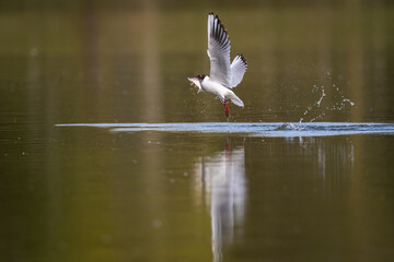 Mouette