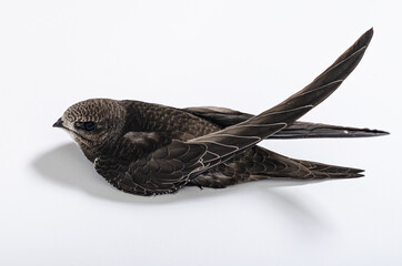 Swift looking left backside