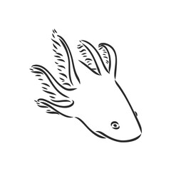 Vector antique engraving illustration of axolotl salamander isolated on white background