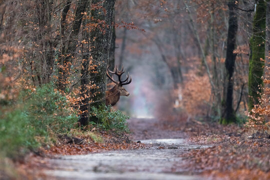 Cerf for&ecirc;t de Fontainebleau