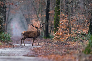 Cerf forêt de Fontainebleau 