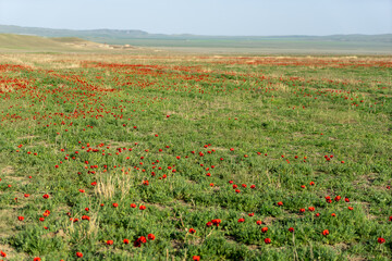 Red poppies field in georgia spring travel