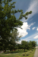trees in the park under blue cloudy sky