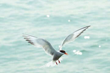 Eine Möwe beim Landen 