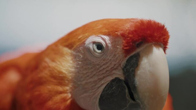 Front View Of A Scarlet Macaw's Face. Ara Macao In Sunlight. close up