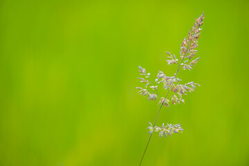 Einsamer Grashalm freigestellt